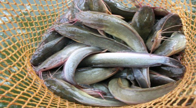 ikan